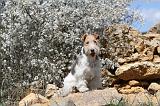 FOX TERRIER 151